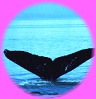 The Humpback Whales visit Hawaii every winter